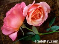 Sell Rose extract P.E.