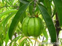 Sell Garcinia Combogia Extract