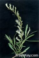 Sell Salix alba L. Extract