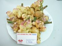 fresh ginger from Viet nam