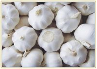 Brand new fresh normal white and pure white garlic with great price