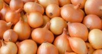 Fresh Onions Export Quality