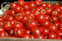 large fresh Tomato with low price