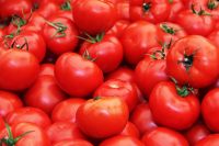 Fresh Tomato From Farm Available