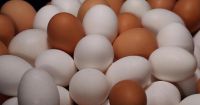 White/Brown Fresh Table Chicken Eggs