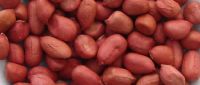 High Quality Peanuts / Groundnut