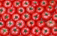 TOP QUALITY FRESH TOMATOES