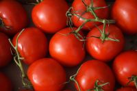 Fresh Tomato From Farm Available