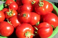 Red Color Fresh Tomato from Europe