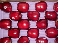 Cheap Red Fresh Apple fruit from Europe