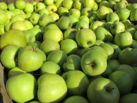 Best Price Fresh Apple Fruits