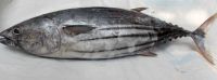 New season frozen horse mackerel fish with competitive price