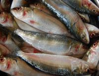 Frozen Queen fish for Export