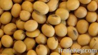 GMO Soybeans #2