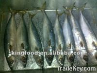 Supply frozen mackerel