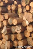 Sell white oak  wood customs clearance &freight forwarding in China