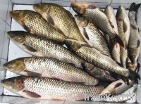 Sell Frozen Grass Carp