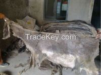 DRY SALTED DONKEY HIDES / WET SALTED DONKEY HIDES