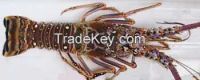 Green Spiny lobster LIVE OR FROZEN