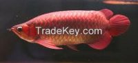 See larger image Buy Super red arowana fish for sale of all Sizes Add to My Cart Add to My Favorites Buy Super red arowana fish for sale of all Sizes