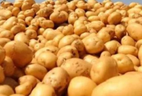 Bangladeshi Potato