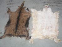 Sell French and Spanish Salted Babygoat Skins.