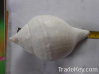 Sea Shell Crafts collectables