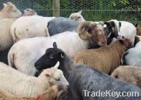 Sell  Live sheep and lamb