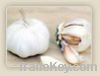 Garlic Sell