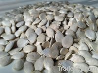 Pumpkin seeds white