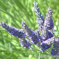 Organic Lavender Natural Essential Oil