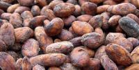 Sell cocoa beans