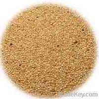 Sell Amaranth Grains