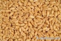 Sell Soft Wheat Grain