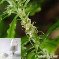 Sell Huperzine serrate extract