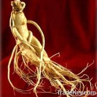 Sell  American ginseng extract
