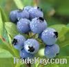 Sell Pure Bilberry extract