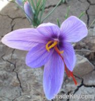 Sell Iranan Saffron