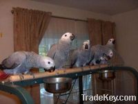 African grey, macascackatoos parrot for sale and parrot eggs.