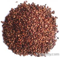 grape seed extract powder
