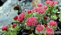 Sell  Rhodiola Rosea Extract