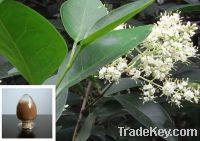 Sell Glossy Privet Extract