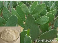 Sell Hoodia Cactus Extract