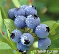 Sell Bilberry Extract