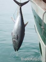 red tunas from central mediterranean