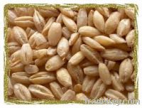 Barley