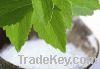 Stevia