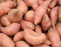 Sweet Potato or Irish Potato for sale