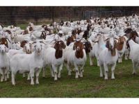 Pregnant Holstein Heifers Cow/Boer Goats For Sale