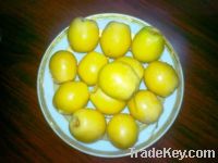 SELL OFFER FOR FRESH SWEET OMANI DATES